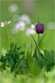 Schachblume