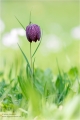 Schachblume