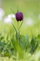 Schachblume