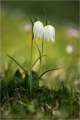 Schachblumen