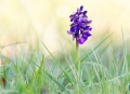 Orchidee
