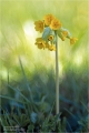 SchlÃ¼sselblume