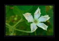 Blüte