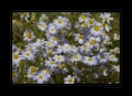 Blaues Gänseblümchen