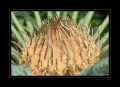 Blüte
