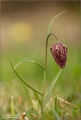 Schachbrettblume