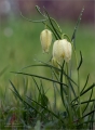 Schachbrettblume