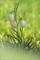 Schachbrettblume