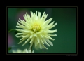Dahlie