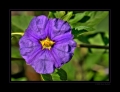 Blüte