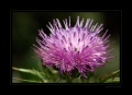 Blüte
