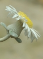 Blüte aus dem Botanischen Garten Berlin