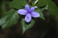 Blüte aus Madagaskar