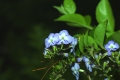 Blüte aus Madagaskar