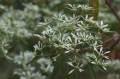 Blüte aus Madagaskar