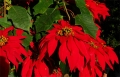Weihnachtsstern in Madagaskar