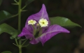 Blüte