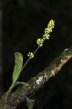Feine kleine wilde Orchideeblüte