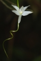 Angraecum penzigianum Orchidee aus Andasibe