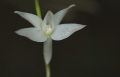 Angraecum penzigianum Orchidee aus Andasibe