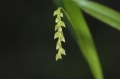 Bulbophyllum Orchidee