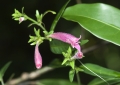 Blüte aufgenommen in Andasibe Madagaskar
