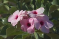 Schöne Blüte im Februar........