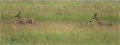 Rehe