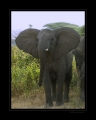 Elefant