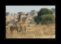 Giraffen