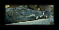 Krokodil