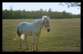 Pferd