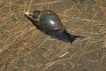 Schnecke in der Montagne d'Ambre Madagaskar
