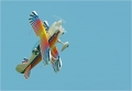Christen Eagle II