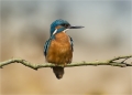 Eisvogel