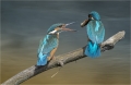 Eisvogel
