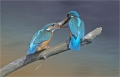 Eisvogel