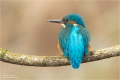 Eisvogel