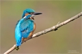 Eisvogel