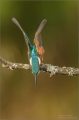 Eisvogel