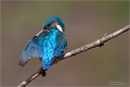 Eisvogel