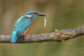 Eisvogel