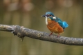 Eisvogel