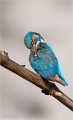 Eisvogel