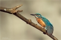 Eisvogel