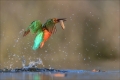 Eisvogel