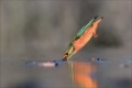 Eisvogel