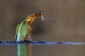 Eisvogel