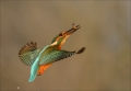 Eisvogel