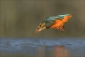 Eisvogel